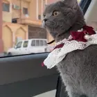 قطه للبيع