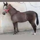 مهره شعبيه فاخره