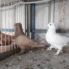للبيع زوج روماني مستوى طيب