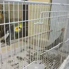 زوج كروان منتج ما شاء الله