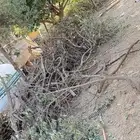 حطب كثير وقوي للبيع بسعر ممتاز