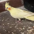 كروان لاتينو اليف