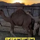 للبيع 5 قعدان الاعمار من 5 الي 6