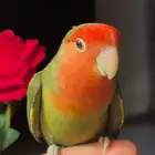 للبيع ببغاء الروز