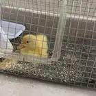 بطه للبيع تربيه مزارع لاتسبب حساسيه