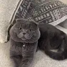 للبيع ذكر سكوتش فولد بيور اسكوتلندي