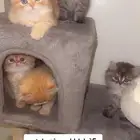 5قطط للبيع بريده