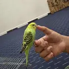 طيور بادجي