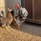 دجاج عربي افرق