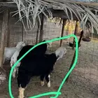 رخل نجدية بالطائف للبيع