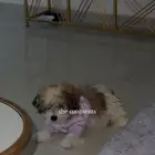 كلبه للبيع المستعجل