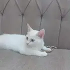قطه للتبني