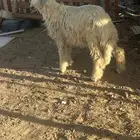 للبيع طلي حري فوق 7 شهور