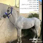 للبيع حصان واهو مصري