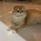 انثى سكوتش فولد طالبه تزاوج
