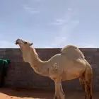 فحل هجن سوداني اصيل