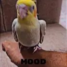 لعشاق ببغاء الكوكاتيل( الكروان)