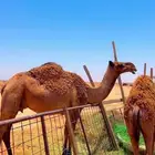 خلفه شعلا طيب حليب