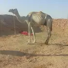 هجن يصلح رحول قليصه علي شروط
