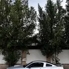 موستنج GT