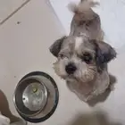 كلبه منقذه للتبني