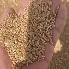 قمح طيب 350 طن