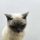قطه للتبني