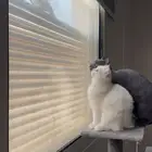 سكوتش شيرازي بيور