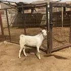 تيس بلدي