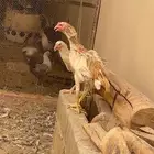 دجاج باكستاني