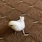 روز اليف
