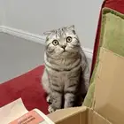 سكوتش فولد نادر (الباحة وما جاورها)