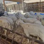 ذبايح برية وطيبة