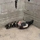 بط للبيع