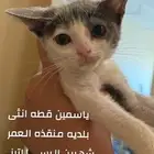 قطط تبني الرس