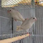 روز
