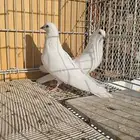 باكستاني وحشي ابيض صك