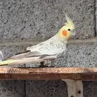 كروانات منتجين