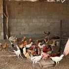 ديوكه بلدي