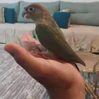 كنيور