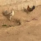 دجاج بلدي