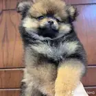 Pomeranian