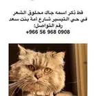 قط ضائع بحي التيسير