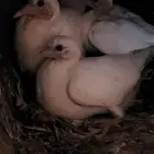 زغاليل فرنسي