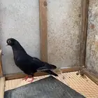حمام صنعاوي بلغاري شماعي زاجل طيور