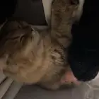 قطه انثى للتبني