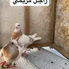 حمام زاجل سلفر كريمي اسود منتج