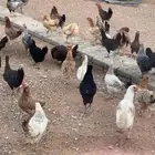 دجاج بلدي وفرنسي وبولش