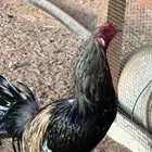 ديك شوكي صغير بالعمر