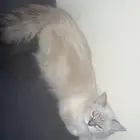 للبيع قطه اليفه العمر 6 شهور